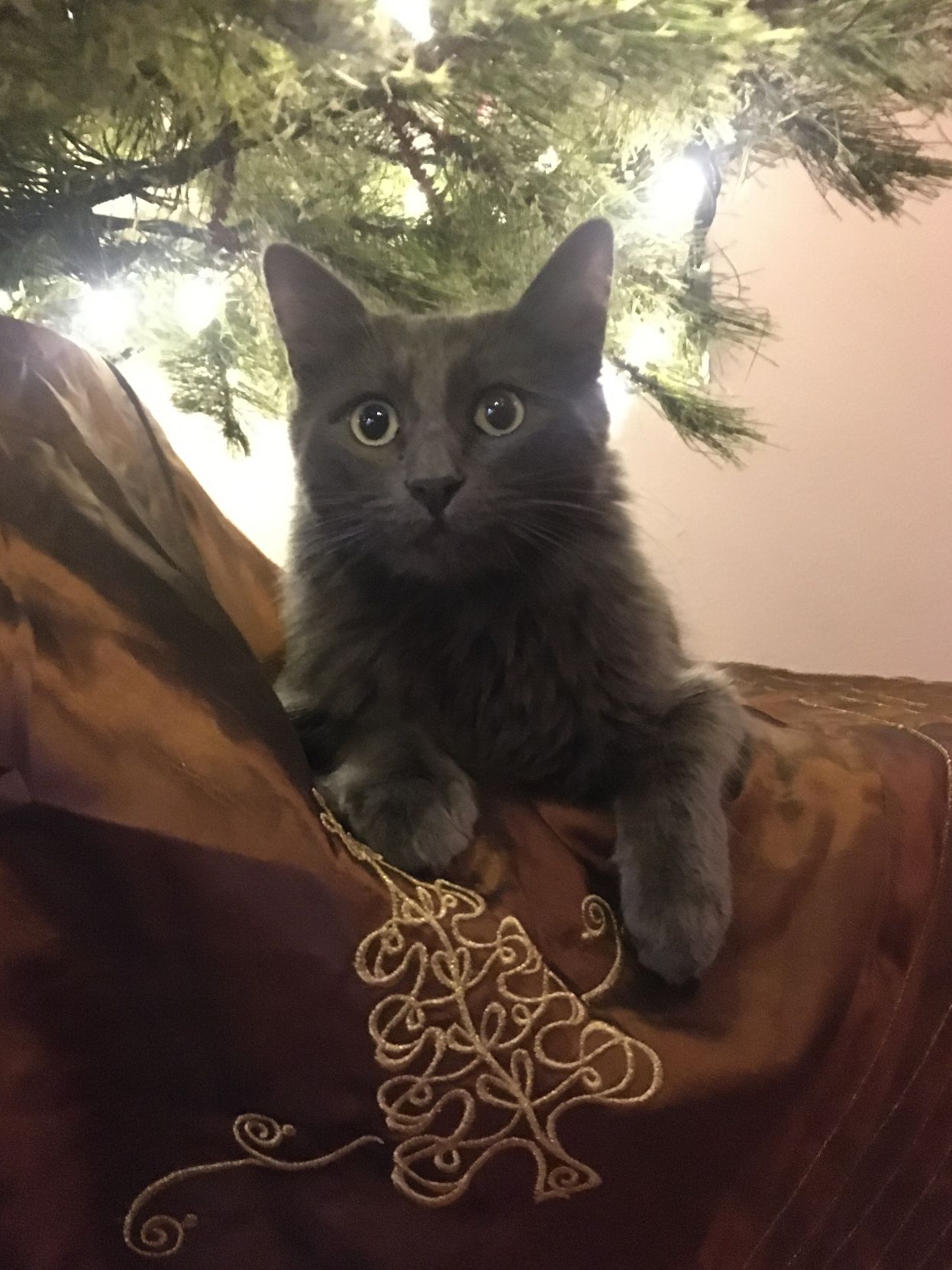 Christmas Cats 2019